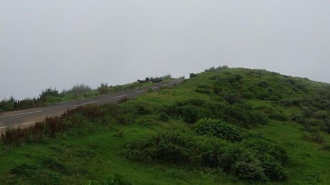 赤尾展望所付近の丘と牛