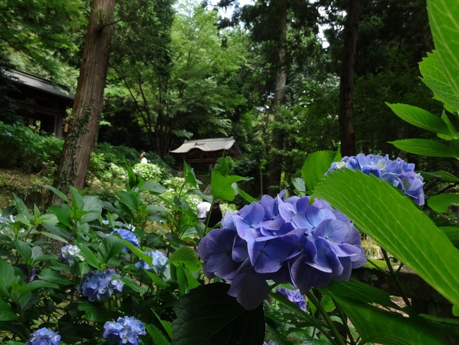 月照寺の紫陽花