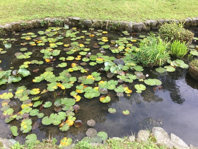 古代ハスの花が咲く池
