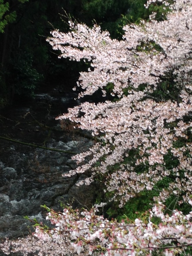 千原川と桜