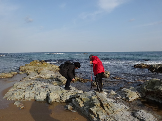 琴ヶ浜で海藻を見つけ喜ぶスタッフ