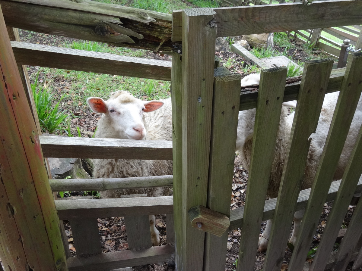 上の台 緑の村の羊さん