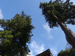 ２本の杉の木（須我神社）