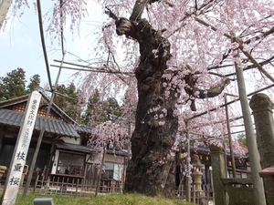 千手院の枝垂桜