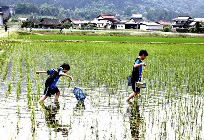 田んぼの生き物調査