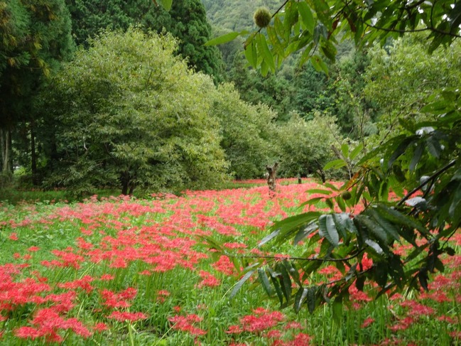 栗と彼岸花