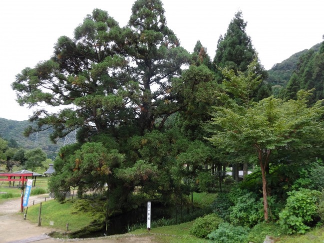高津川水源地 大蛇ヶ池と一本杉