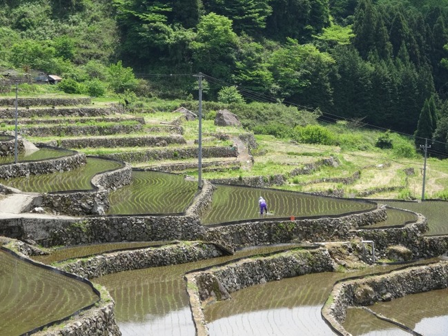 棚田での作業風景