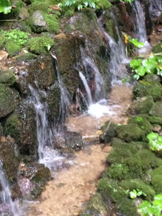 渓流式ワサビ田