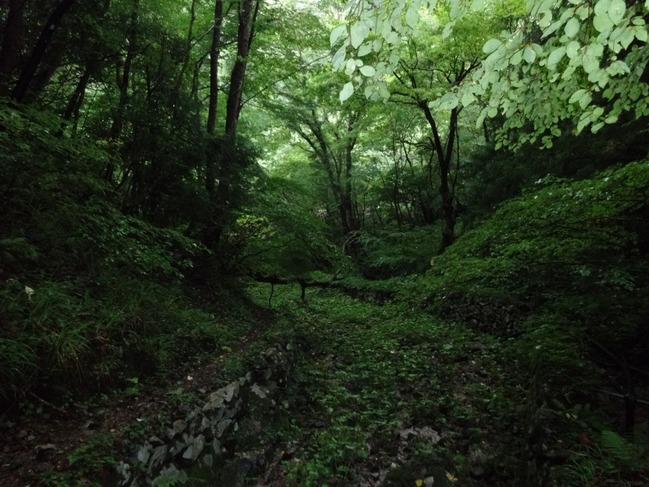 広葉樹林