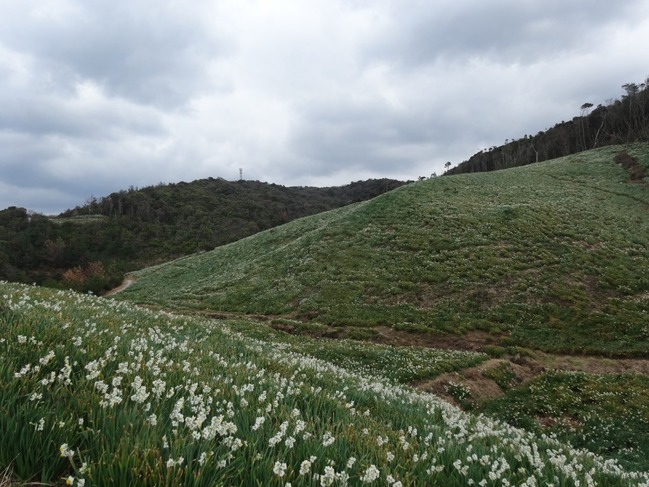 丘一面に咲く水仙の花