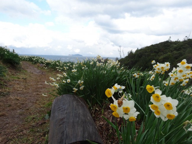 散策路沿いのベンチと水仙の花。海には高島。