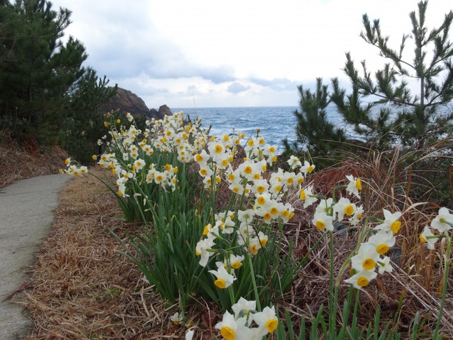 散策路沿いのベンチと水仙の花。海には高島。2