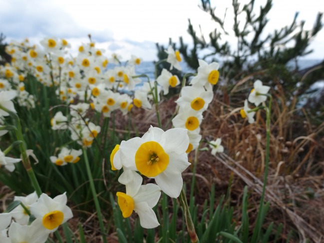 散策路沿いのベンチと水仙の花。海には高島。3