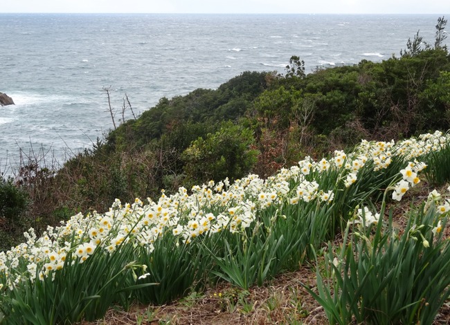 海沿いに咲く水仙の花