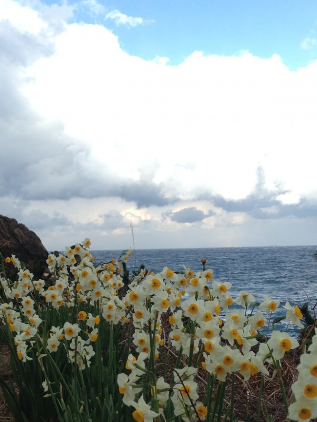 日本海と水仙の花