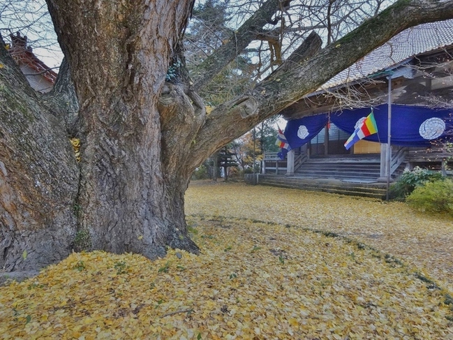 浄善寺の大イチョウ