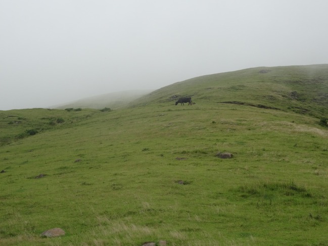 広い丘と牛