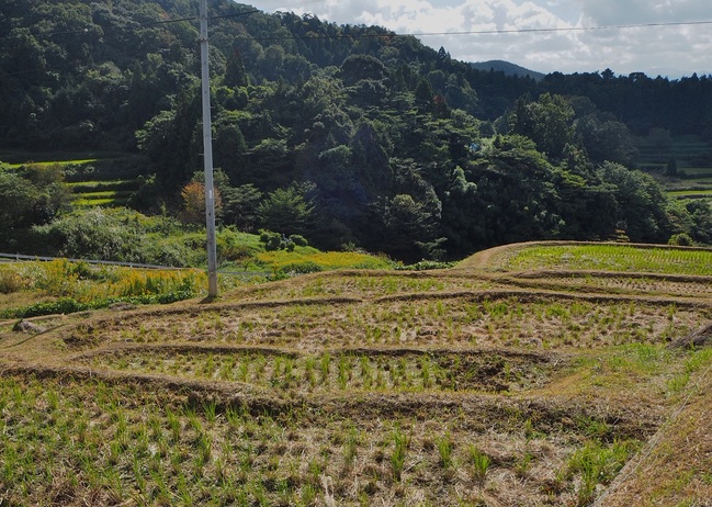 室谷の棚田