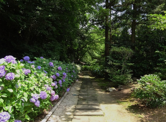 月照寺の紫陽花