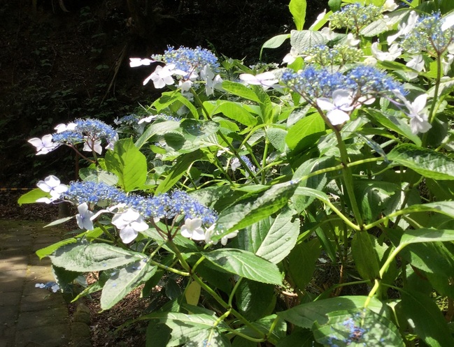 月照寺境内の紫陽花