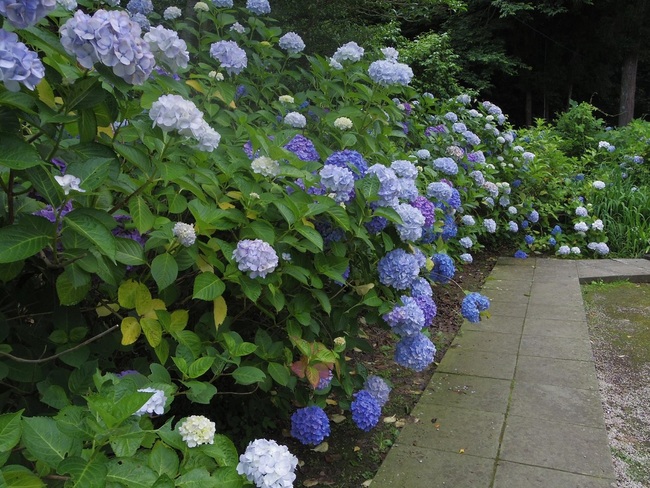 月照寺の紫陽花