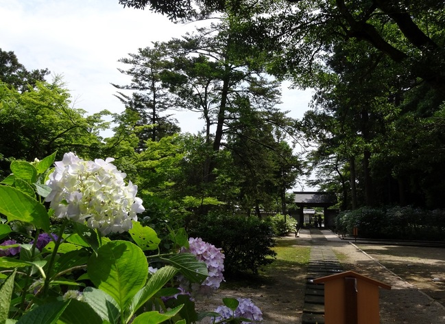 月照寺の紫陽花