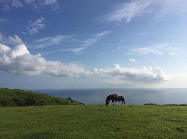 鬼舞展望所の馬4