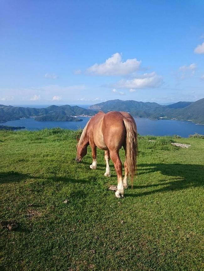 草を食む鬼舞展望所の馬