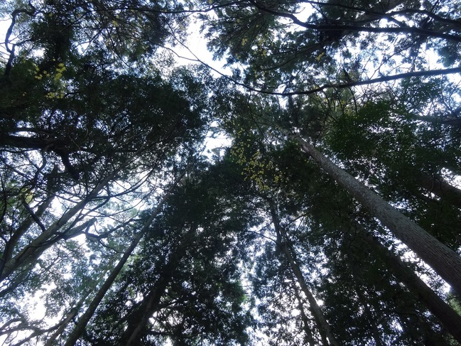 多鳩神社　自然林
