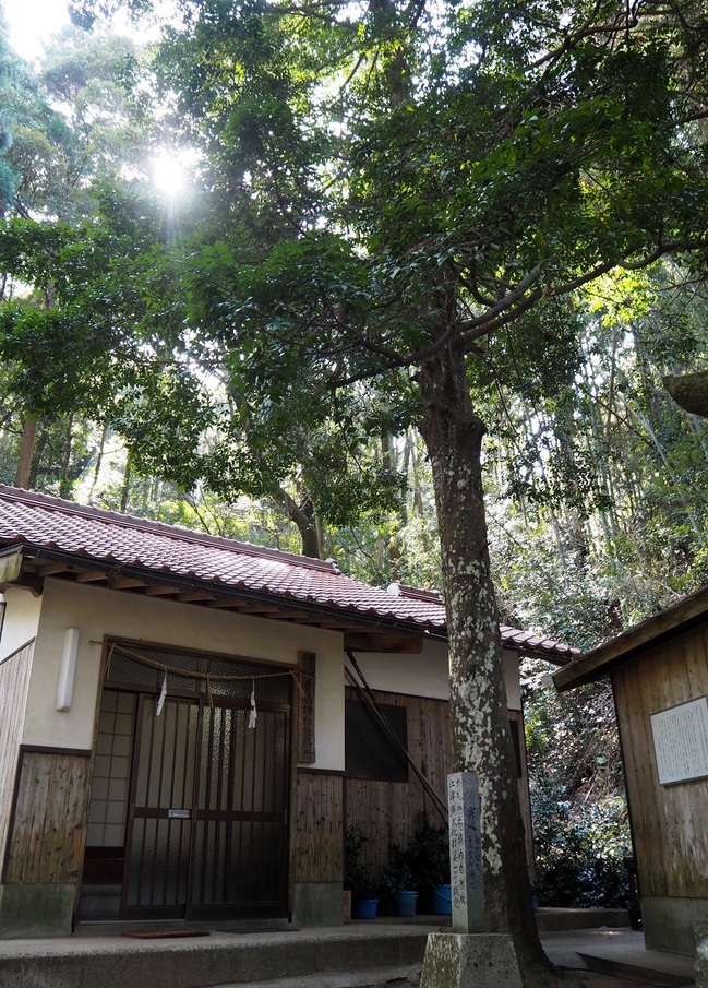 ナギの木（多鳩神社）2