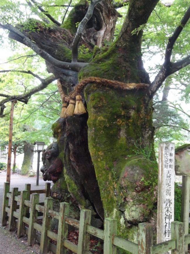 弥栄神社ご神木