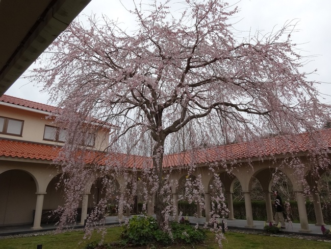 石正しだれ桜