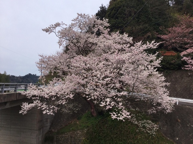佐々木桜