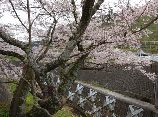 佐々木桜