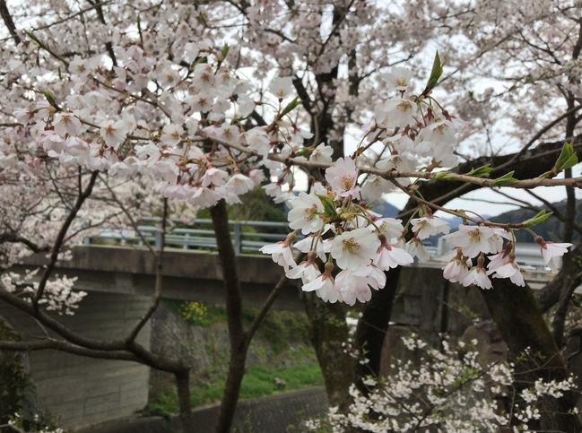 斜面沿いの道路から