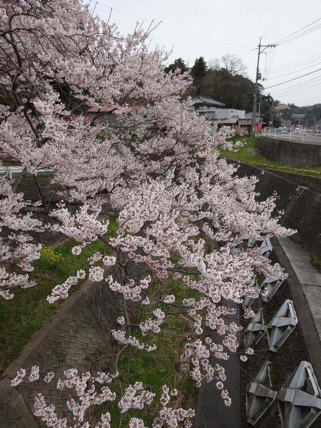 橋の上から