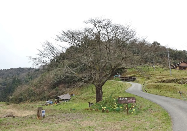 井川の一本桜