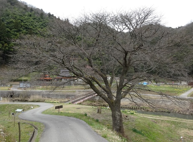 井川の一本桜