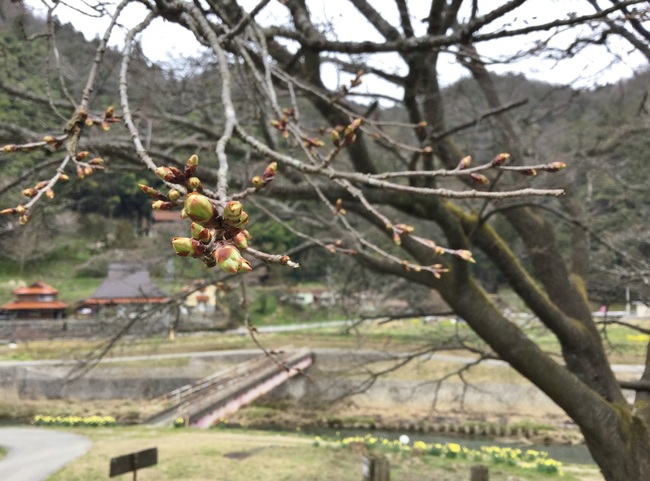 井川の一本桜