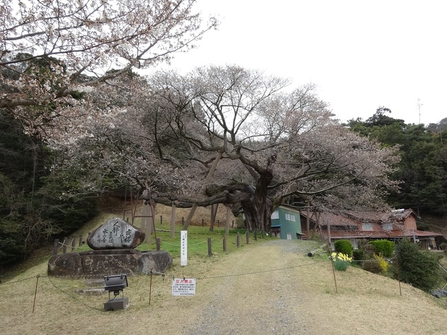 三隅大平桜