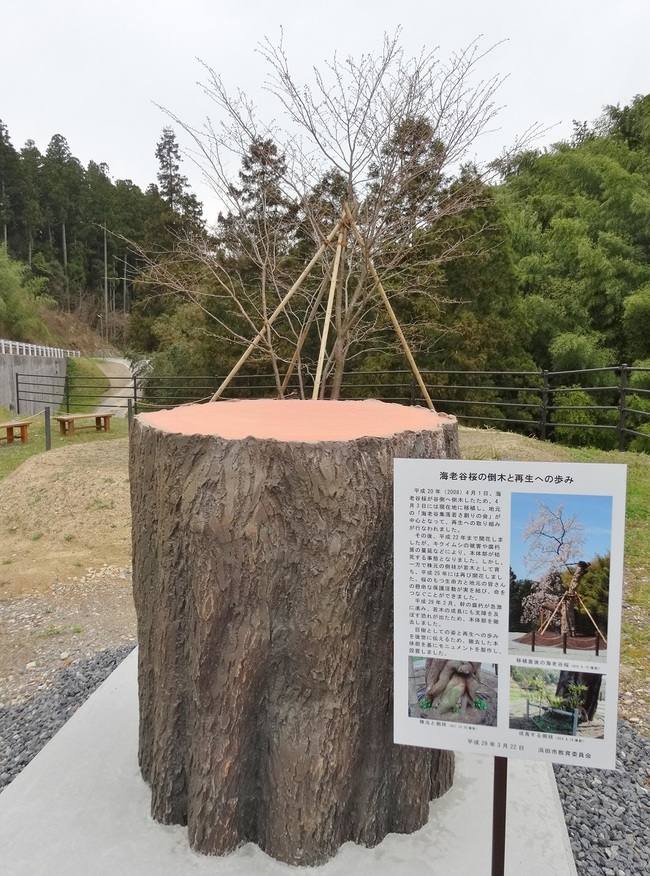 海老谷桜