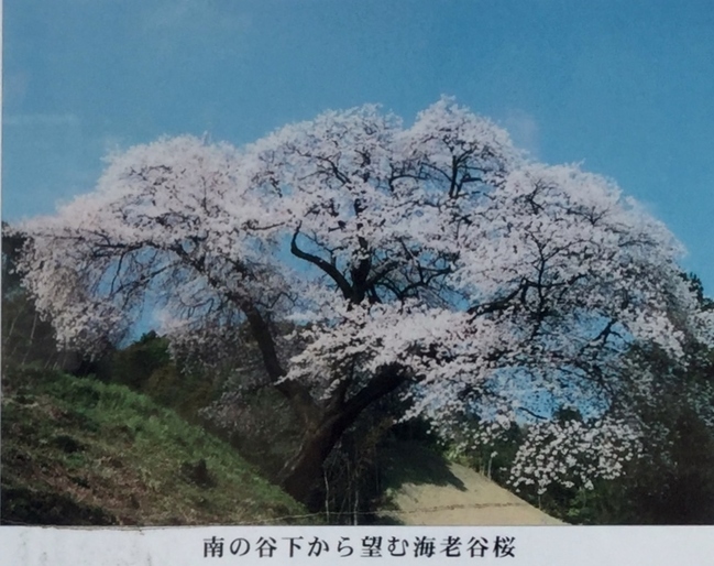 海老谷桜