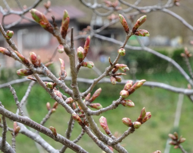 海老谷桜の巨木