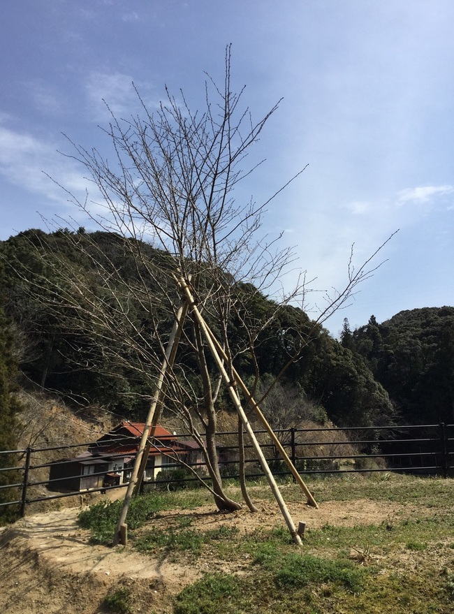 海老谷桜の若木