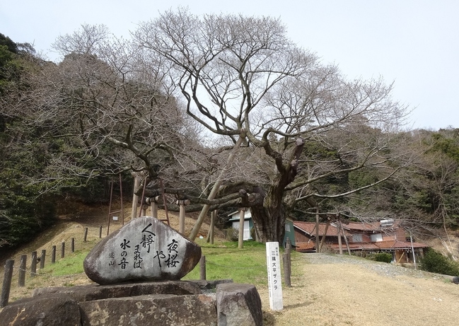 三隅大平桜