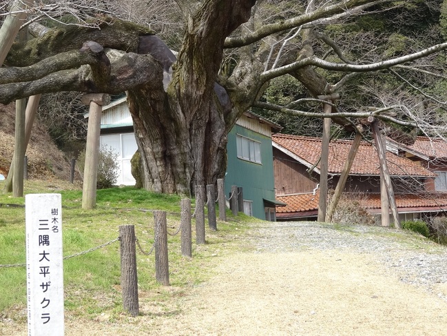 三隅大平桜