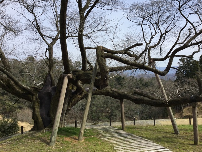 三隅大平桜