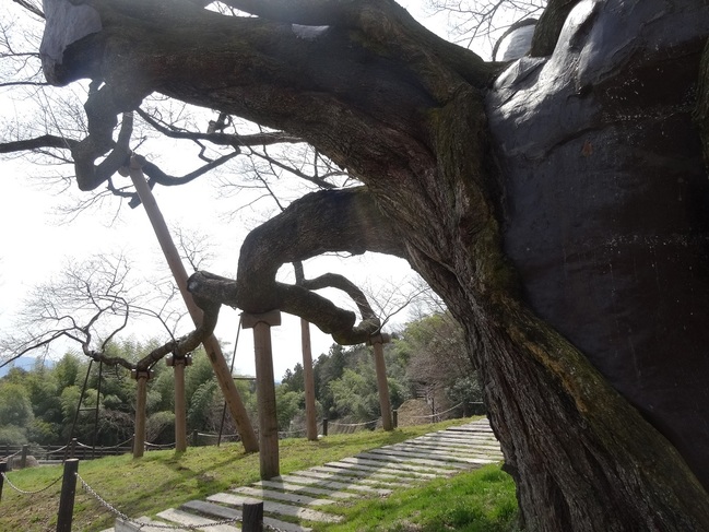 三隅大平桜