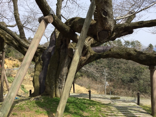 三隅大平桜